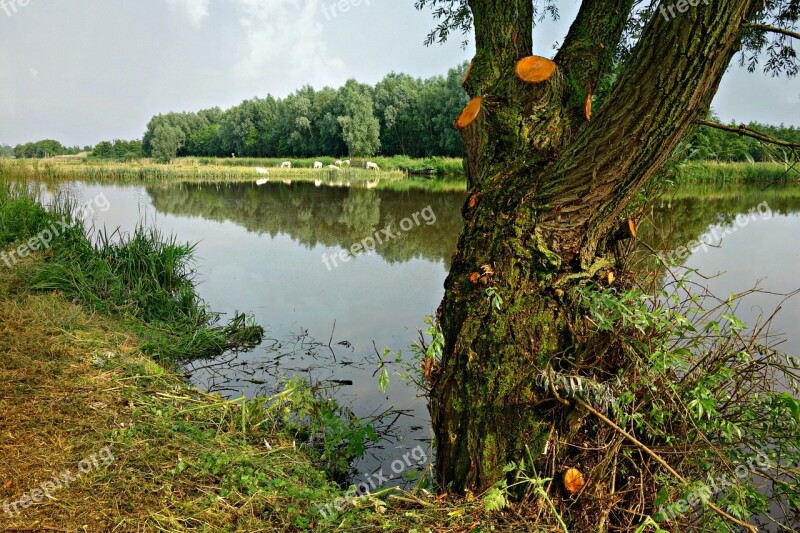 Pond Tree Dutch Landscape Field Cows Grazing