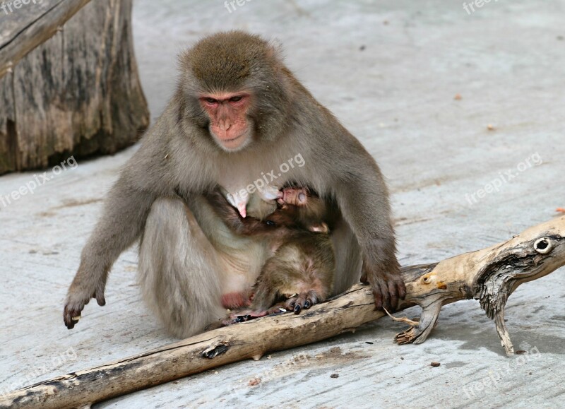 Monkey Young Feeding Babe Mother