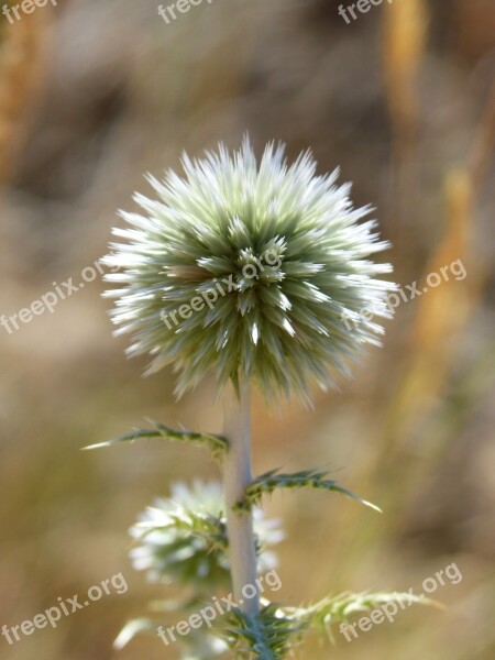 Plant Geometry Plant Architecture Dry Flower Thorns Free Photos