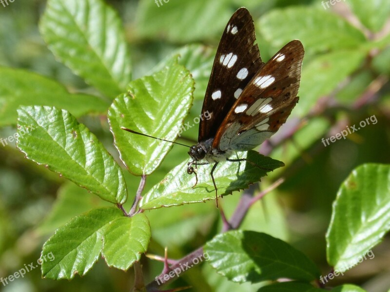 Limenitis Reducta Nymph Streams Butterfly Nimfa Mediterrània Flower