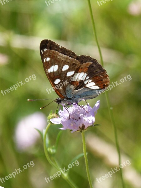 Limenitis Reducta Nymph Streams Butterfly Nimfa Mediterrània Flower