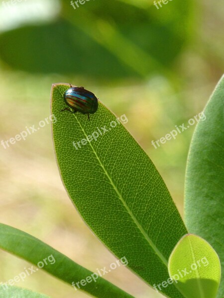 American Chrysolina Chrysolina Golden Scarab Leaves Tiny