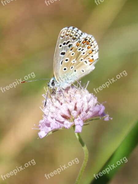 Blue Butterfly Blaveta Commune Polyommatus Icarus Wild Flower Libar