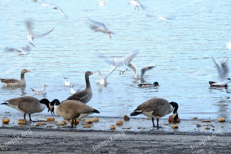 Birds Water Bird Duck Water Bird