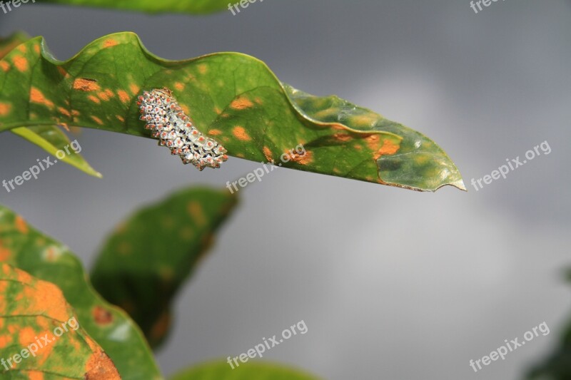 Worm Green Insect Plant Nature Leaf