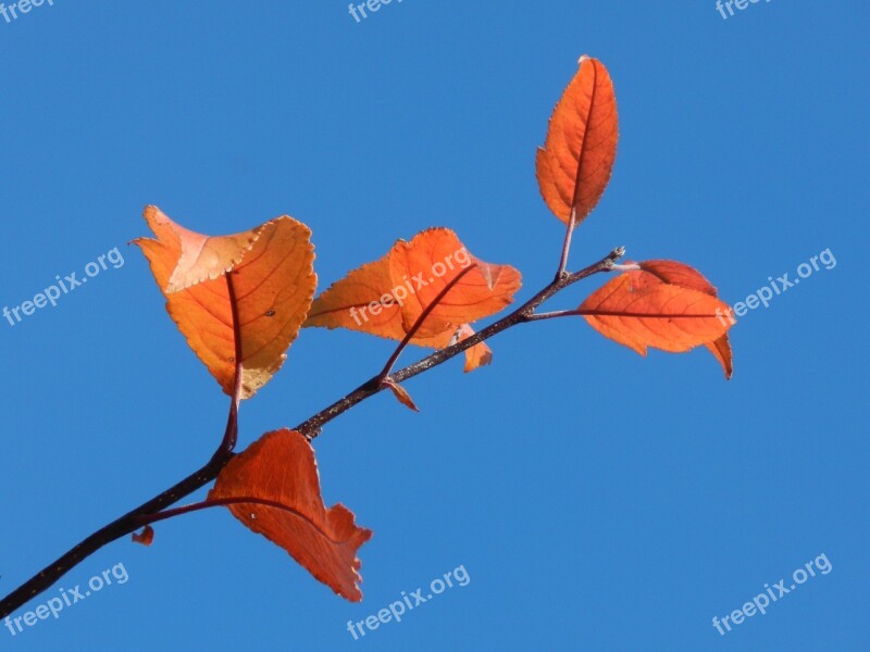 Single Branch Nature Leaf Free Photos