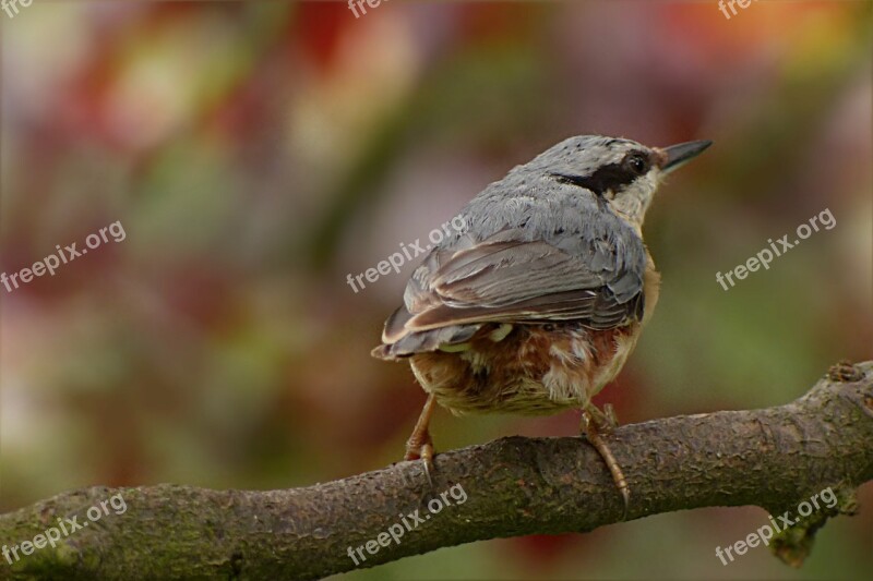 Kleiber Sitta Europaea Bird Young Tree