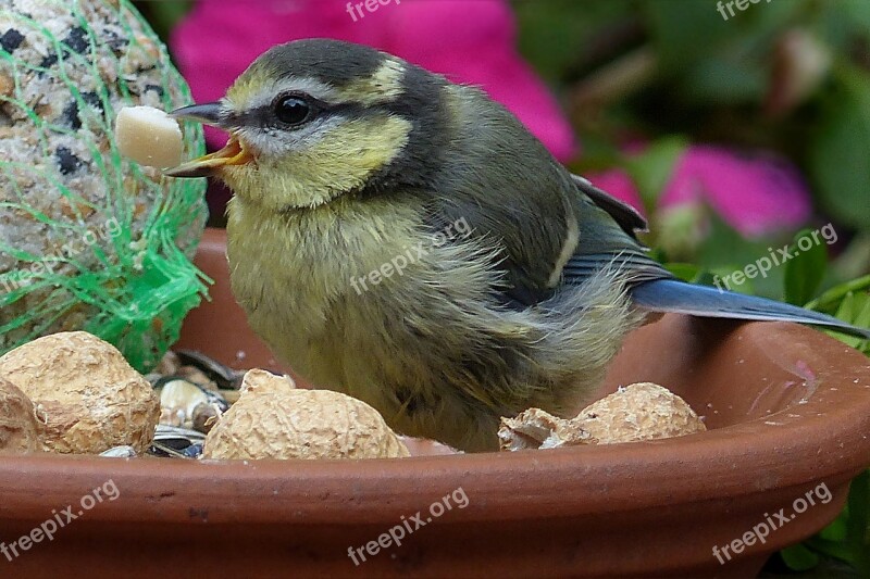 Blue Tit Cyanistes Caeruleus Bird Young Foraging