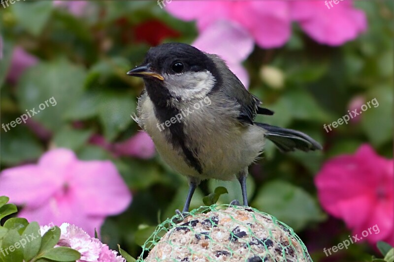 Tit Parus Major Bird Young Foraging Garden