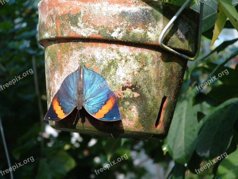 Butterfly Moth Nature Colorful Insect