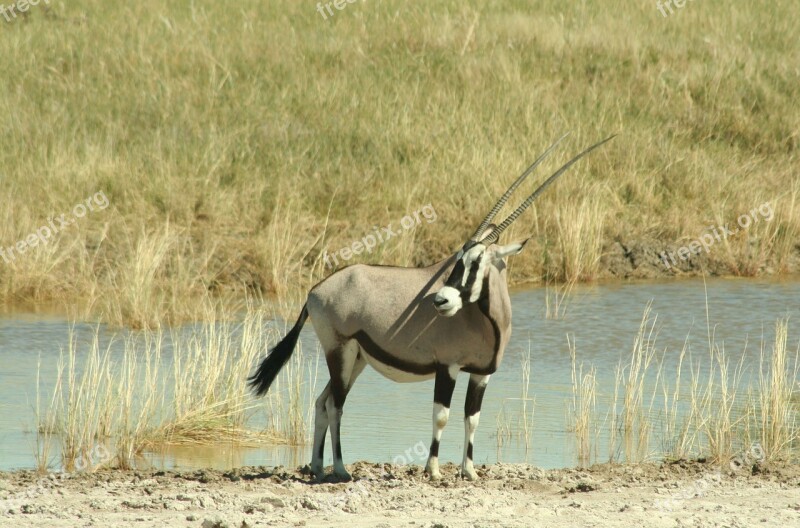 Oryx Antelope Namibia Grazing Antelope Free Photos