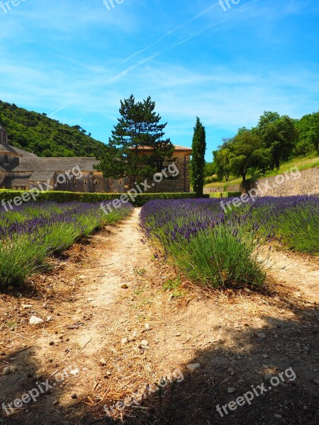 Lavender Flowers Blue Lavender Field Lavender Blossom