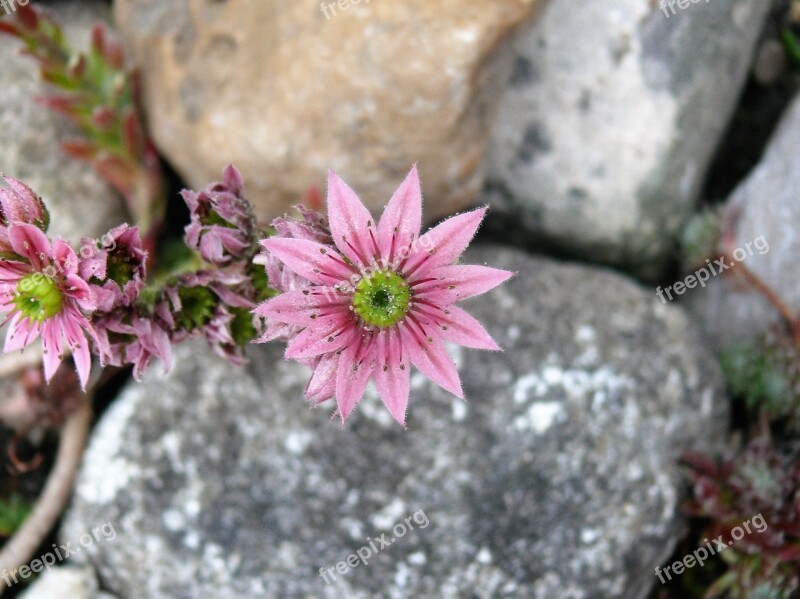 Pink Flower Flower Pink Succulent Plant Rock Plant