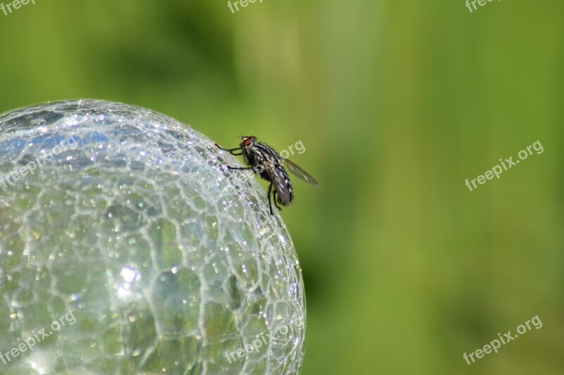 Fly Crystal Ball Ball Shiny Circle