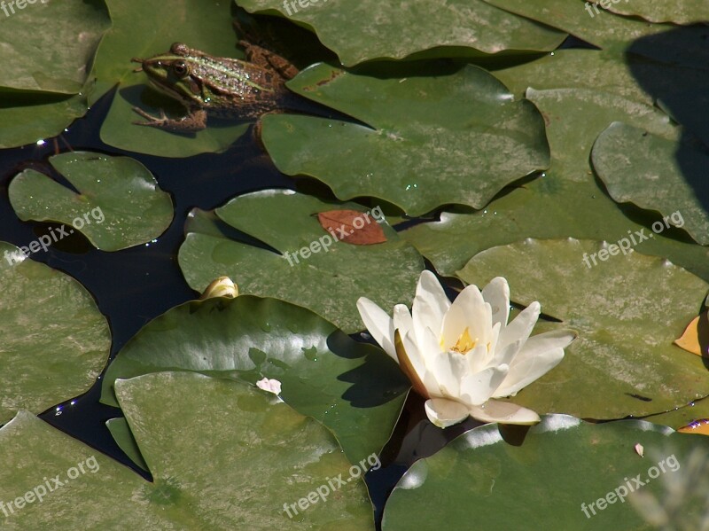 Frog Waterlily Prince Lake Free Photos