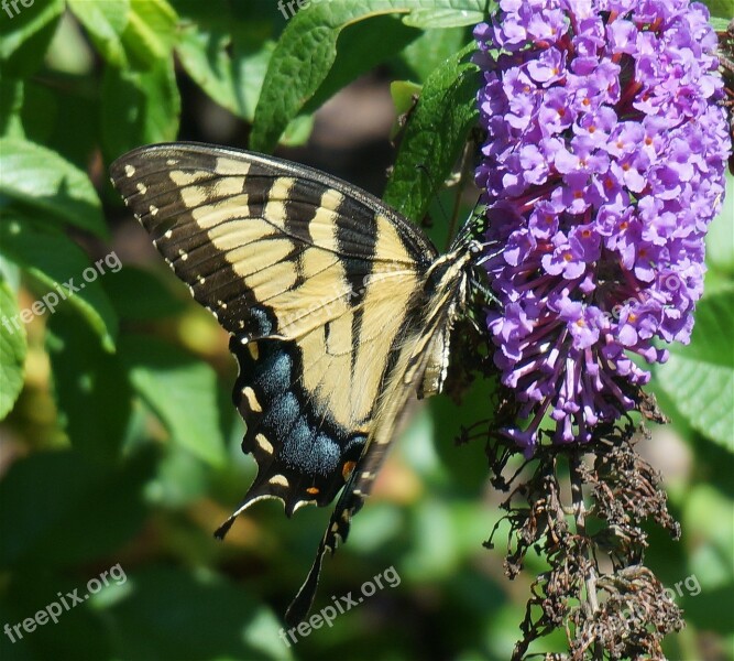 Swallowtail Butterfly Butterfly Yellow Insect Animal