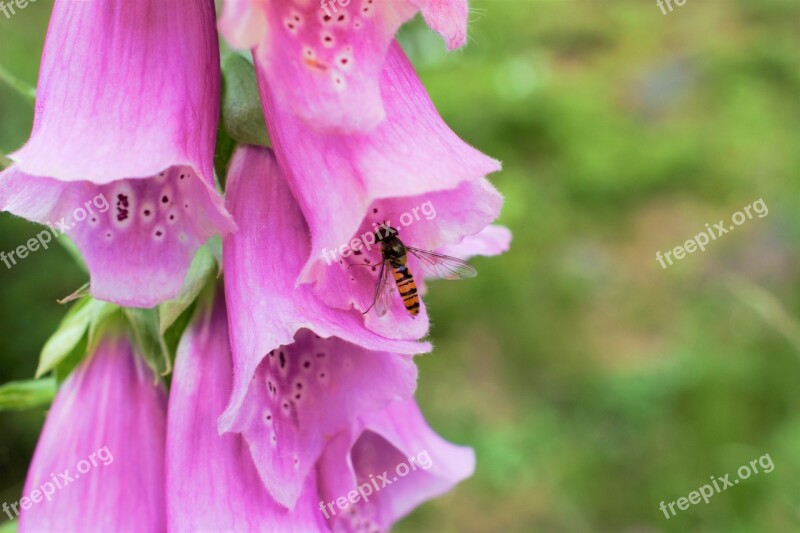 Insect Fly Flower Nature Pink Flower