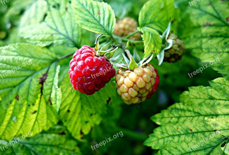 Raspberry Berry Fruit Food Fresh