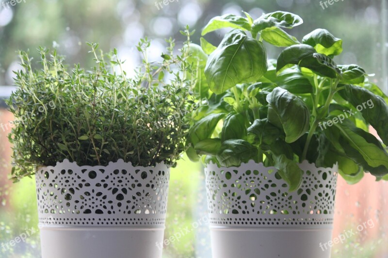 Herbs Thyme Basil Free Photos