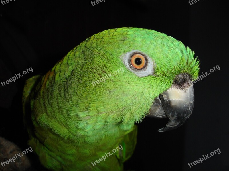 Yellow Neck Amazone Parrot Amazone Bird Green