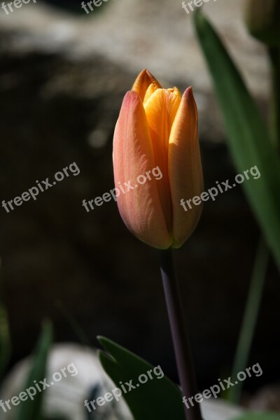 Flower Tulip Orange Orange Tulip Blossom