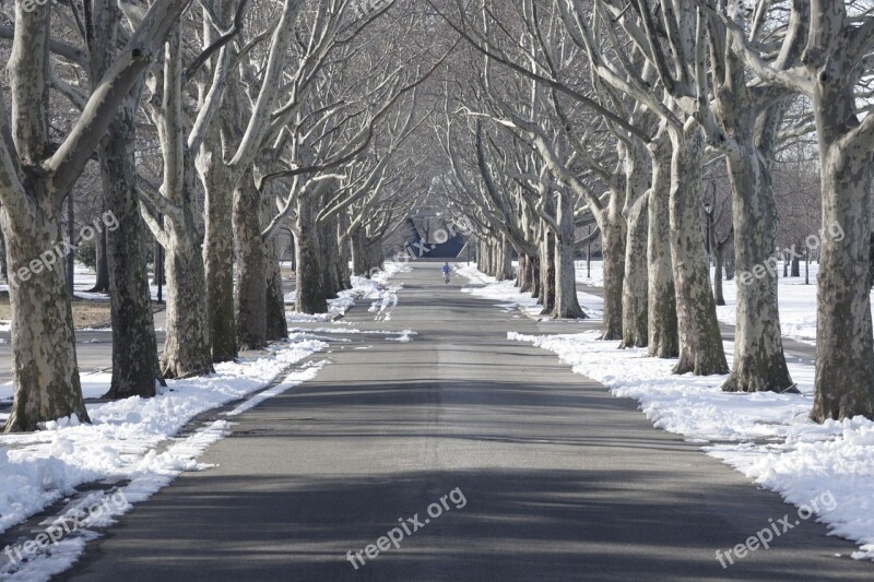 Tree Lined Flushing Meadow Park Snow New York City Queens