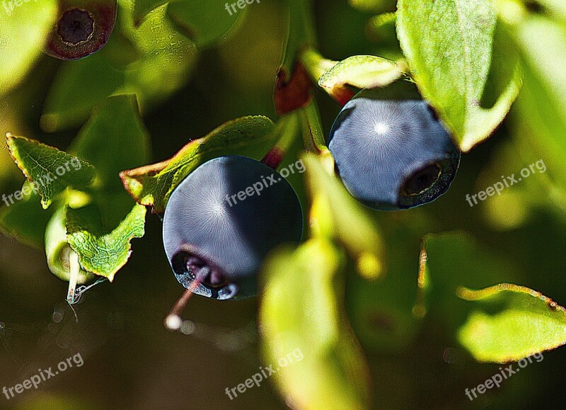 Berries Undergrowth Fruit Forest Fruits Blueberries