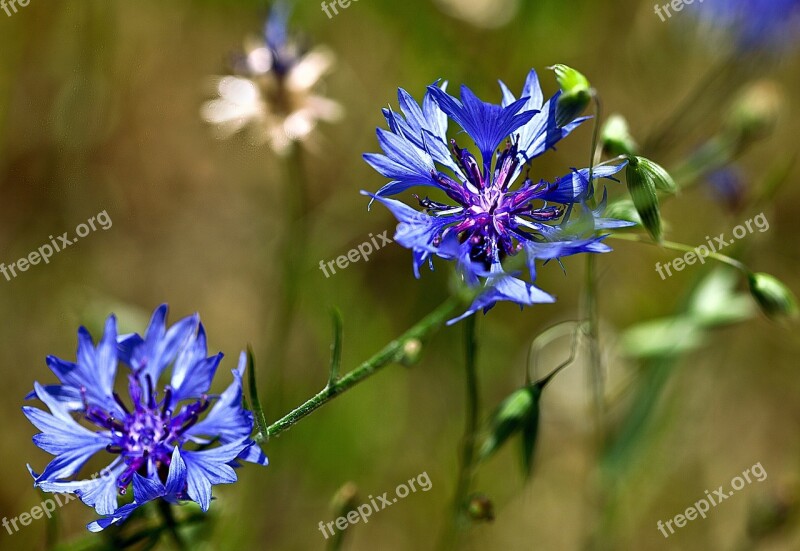 Cornflower Flower A Flower Of The Field Plant Oats