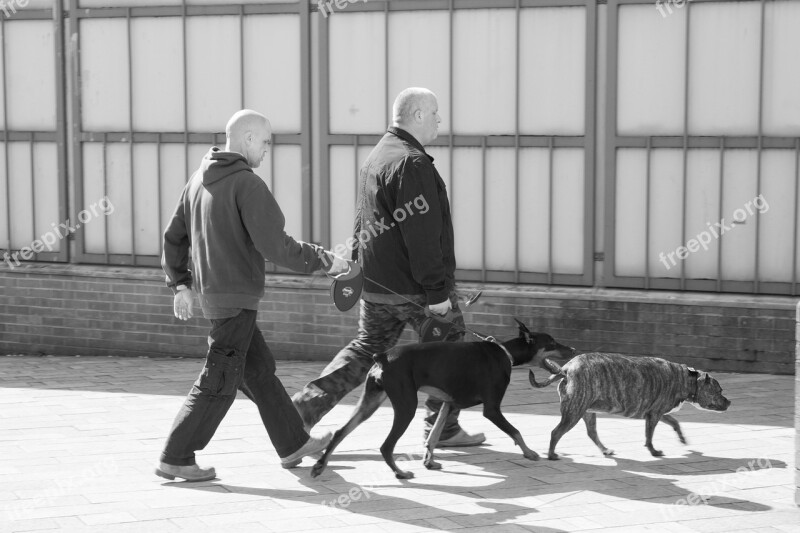 Dog Walking Street Scene City Free Photos