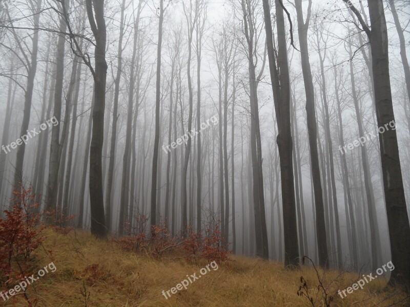 Forest Fog Autumn Landscape Nature