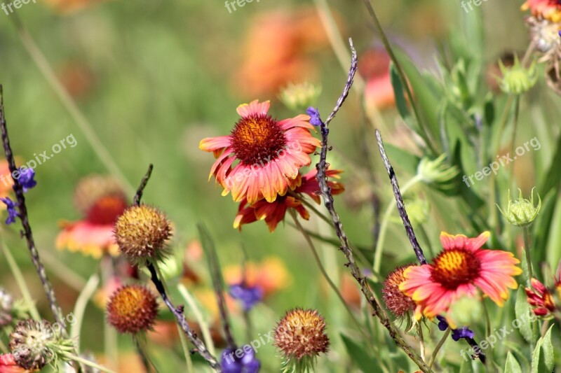 Wild Flowers Spring Nature Free Photos