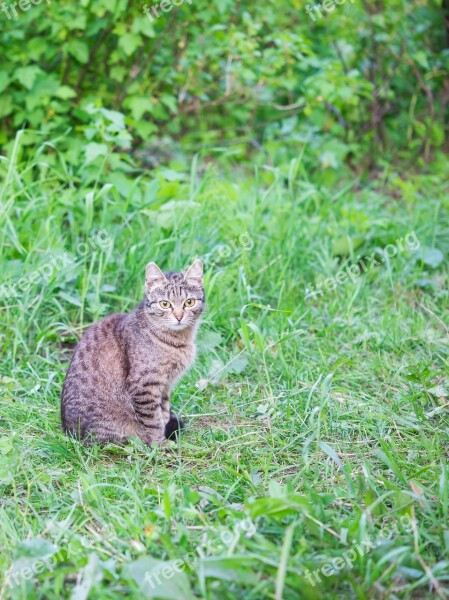 Cat Summer Pet Animal Outdoors