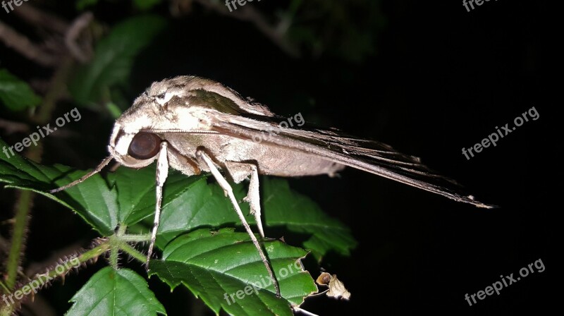 Moth Sphinx Moth Banded Sphinx Moth Insect Wings