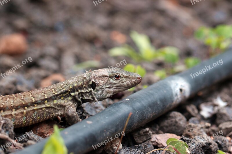 The Lizard Eyes Closeup Gad Skin