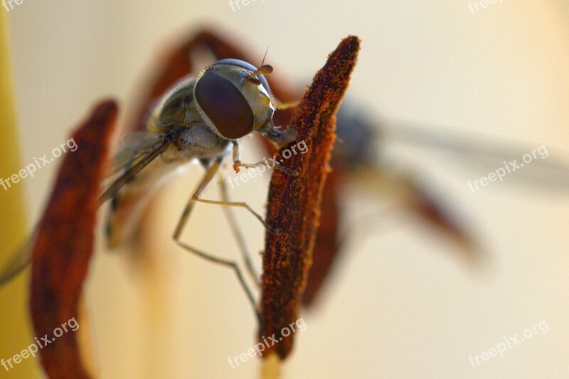 Episyrphus Balteatus Proboscis Close Up Hover Fly Face