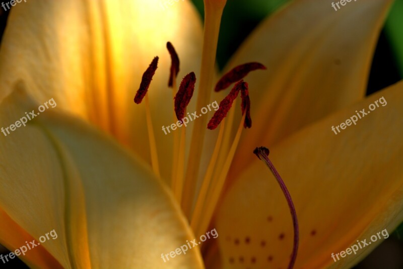 Lily Blossom Bloom Zwiebelpflanze Ornamental Plant