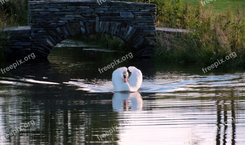 Swan Mute Swan Cygnus Olor Water Bird White