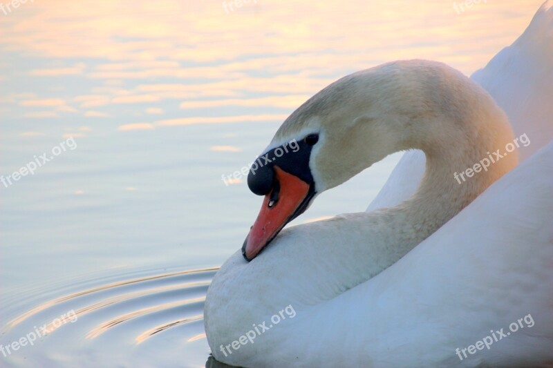 Swan Mute Swan Cygnus Olor Head Close Up