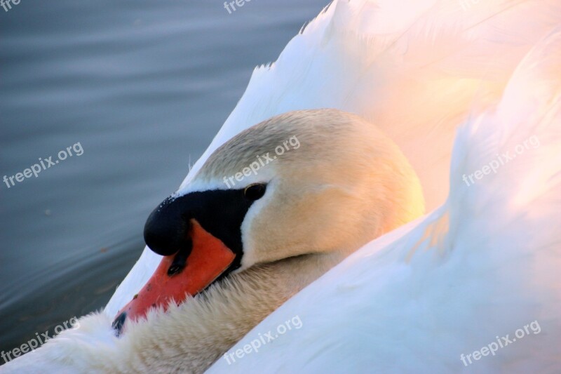 Swan Mute Swan Cygnus Olor Head Close Up