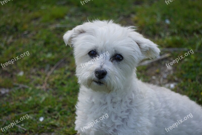 Dog Mutt Mixed Breed White Canine