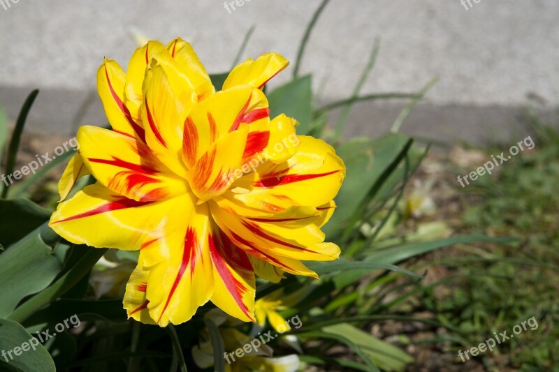 Tulip Yellow Red Yellow Yellow Tumor Blossom