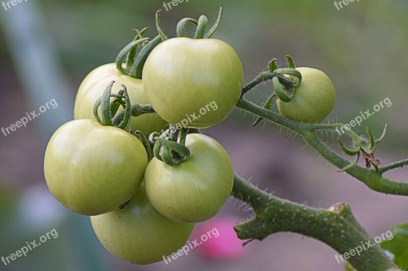 Tomatoes Green Immature Panicle Vegetables