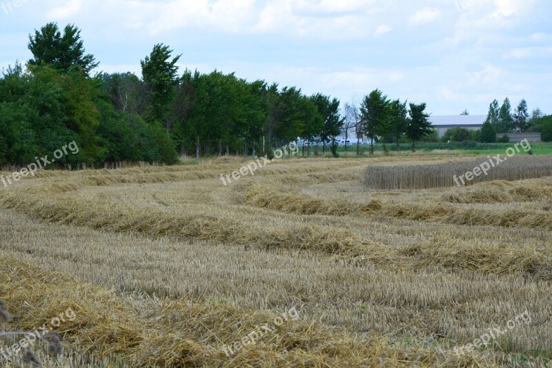 Harvest Grain Harvest Agriculture Cornfield Field