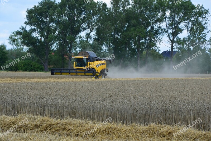 Harvest Grain Harvest Agriculture Cornfield Field