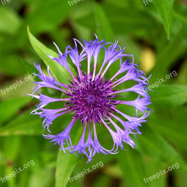 Mountain Cornflower Blue Flower Knapweed Frail Few