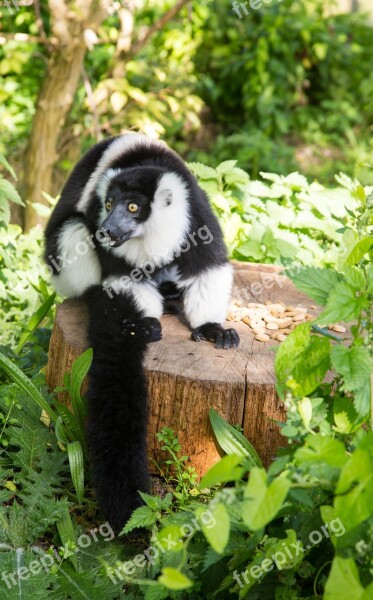 Lemur Single Zoo Animal Mammal