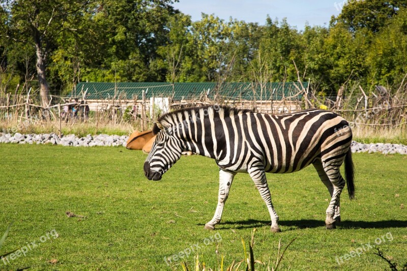 Zebra Zoo Wild Place Nature Animal