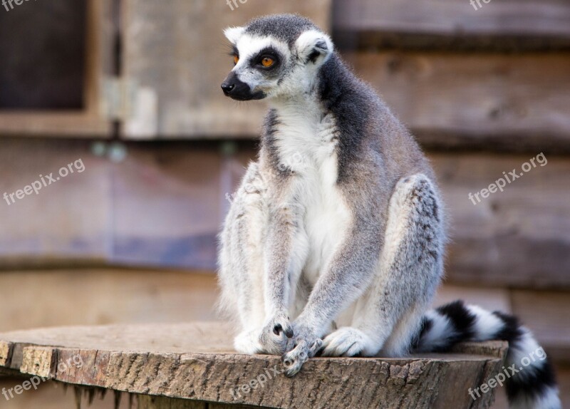 Lemur Ring Tailed Primate Wildlife Nature