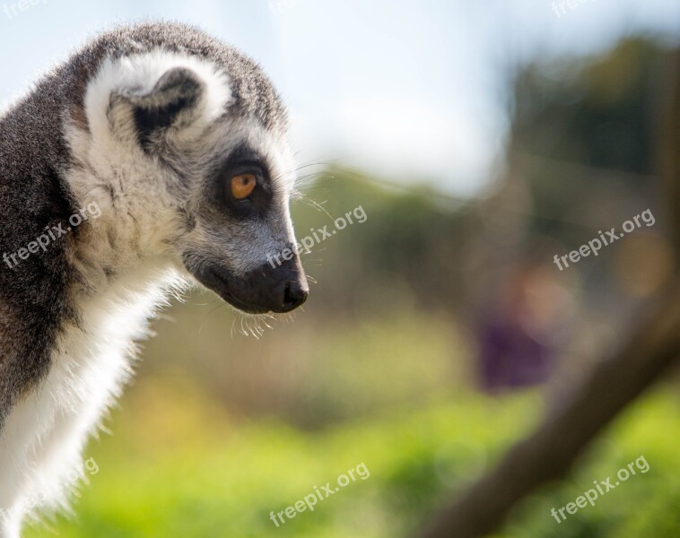 Lemur Portrait Nature Wild Wildlife