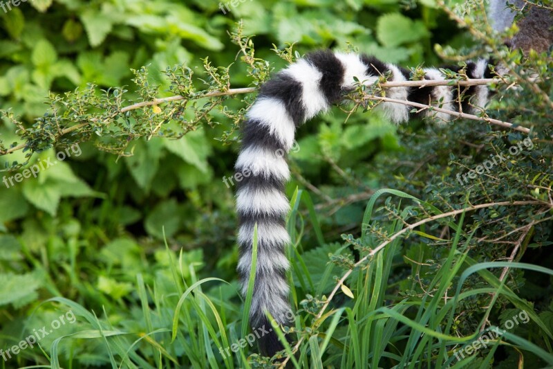 Ring Tail Lemur Primate Wildlife Nature